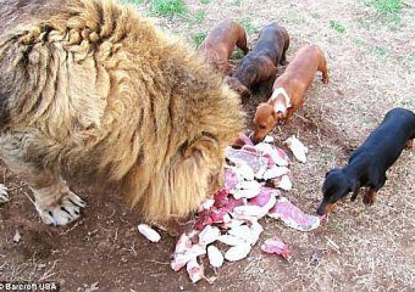 Un león extrañaba tanto a su amigo salchicha que dejó de comer... hasta que ocurrió algo increíble!